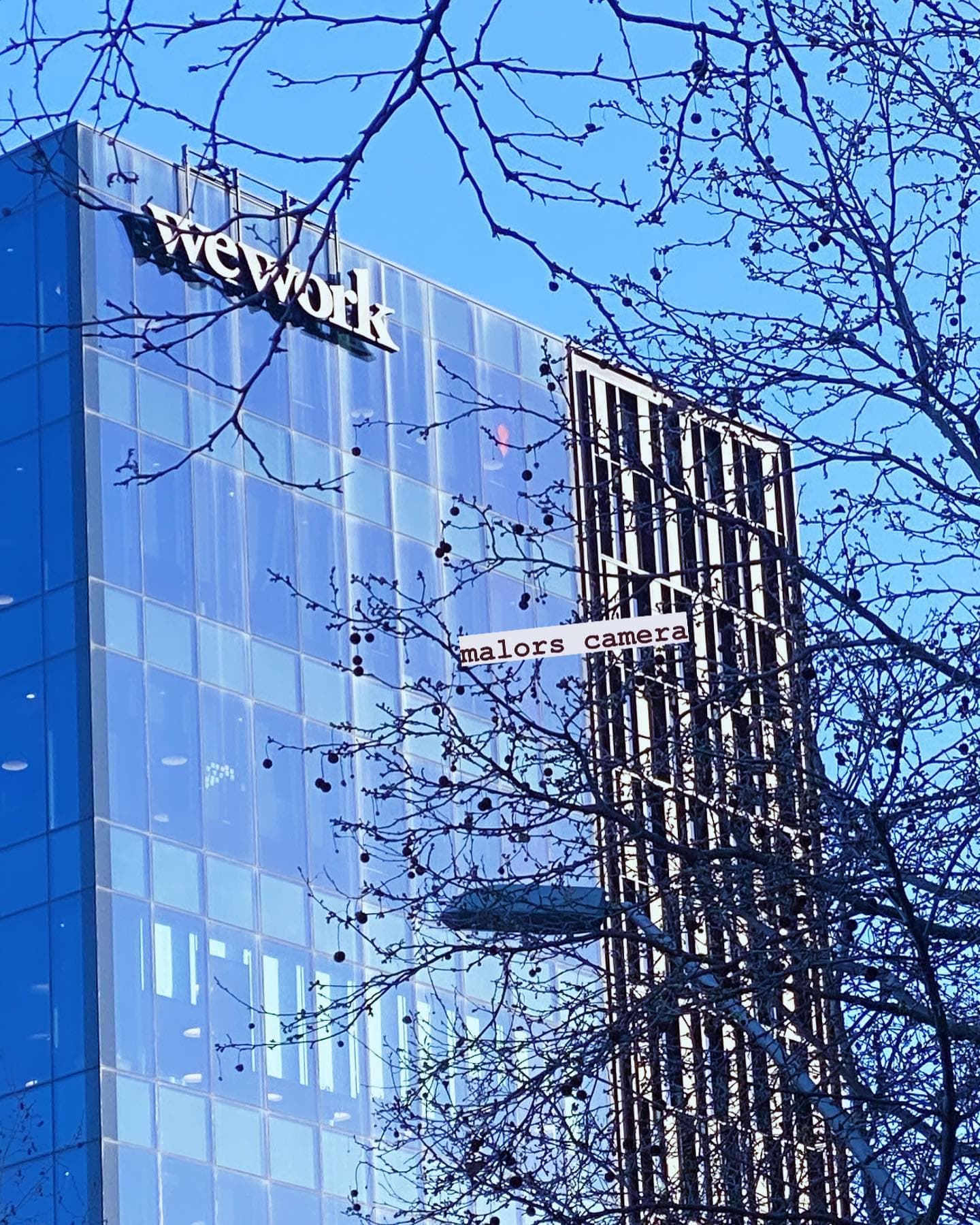 Urban skyline framed by tree branches — boardroom and nature